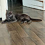 Mistigri a rejoint le concours — aidez-le/la à gagner de superbes lots ! cat, gray_cat, indoor, wooden_floor, door, relaxing, pet, animal, feline, resting, flooring, house, domestic, quiet, calm, fur, whiskers, paws, tail, room