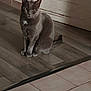 animal, calm, cat, curious, domestic, door, ears, feline, floor, fur, gray_cat, home, indoor, looking, pet, quiet, sitting, tail, whiskers, wooden_floor