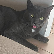 Mistigri participe au concours pour gagner de l'argent avec cette photo : animal, cat, close_up, cute, domestic_cat, feline, floor, fur, gray_cat, green_eyes, house, indoor, mammal, pet, playful, relaxed, resting, tile_floor, tongue_out, whiskers