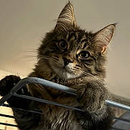 Sherkan a rejoint le concours — aidez-le/la à gagner de superbes lots ! cat, tabby, fluffy, pet, animal, curious, indoor, furniture, metal_rack, climbing, whiskers, ears, eyes, fur, cute, closeup, portrait, domestic_cat, household, curtain