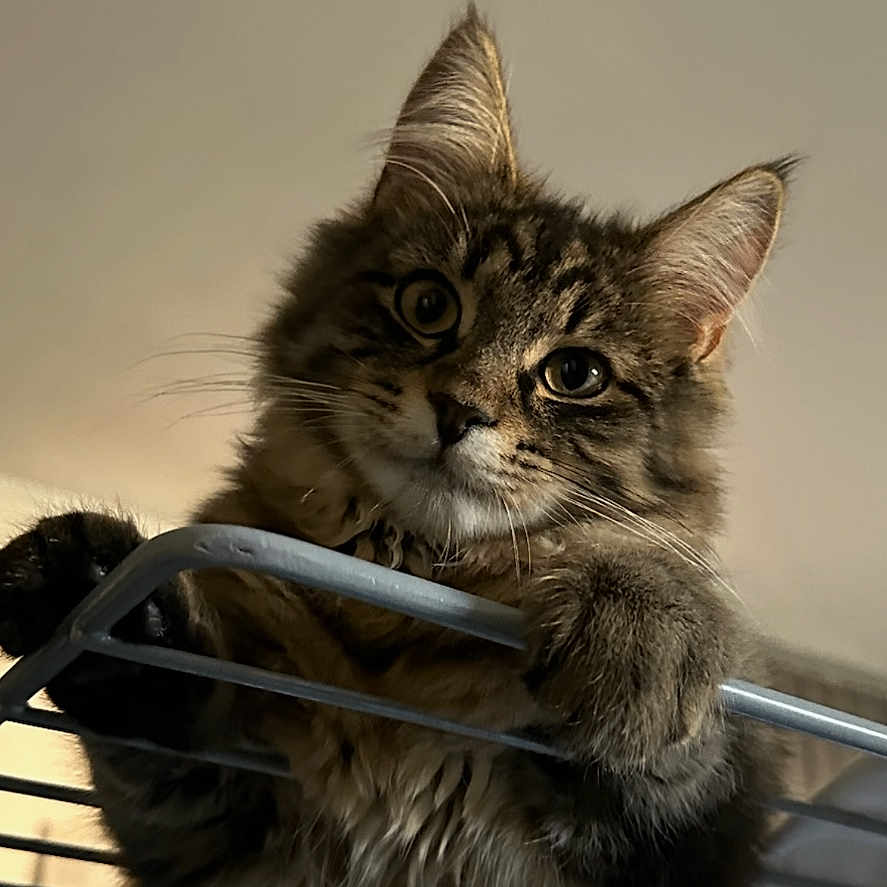 Sherkan a rejoint le concours — aidez-le/la à gagner de superbes lots ! animal, cat, climbing, closeup, curious, curtain, cute, domestic_cat, ears, eyes, fluffy, fur, furniture, household, indoor, metal_rack, pet, portrait, tabby, whiskers