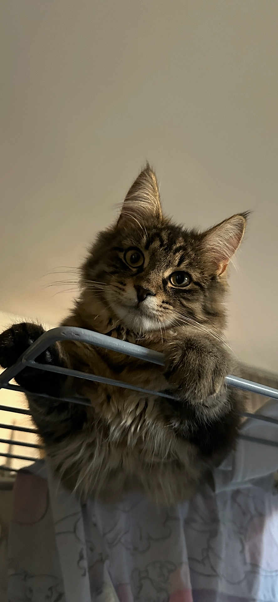 Sherkan a rejoint le concours — aidez-le/la à gagner de superbes lots ! cat, tabby, fluffy, pet, animal, curious, indoor, furniture, metal_rack, climbing, whiskers, ears, eyes, fur, cute, closeup, portrait, domestic_cat, household, curtain