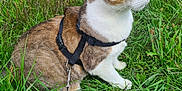 Akura a rejoint le concours — aidez-le/la à gagner de superbes lots ! cat, tabby, white, harness, leash, grass, outdoor, nature, pet, animal, mammal, whiskers, fur, ears, paws, greenery, adventure, quiet, serene, sitting