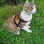 cat, tabby, white, harness, leash, grass, outdoor, nature, pet, animal, mammal, whiskers, fur, ears, paws, greenery, adventure, quiet, serene, sitting
