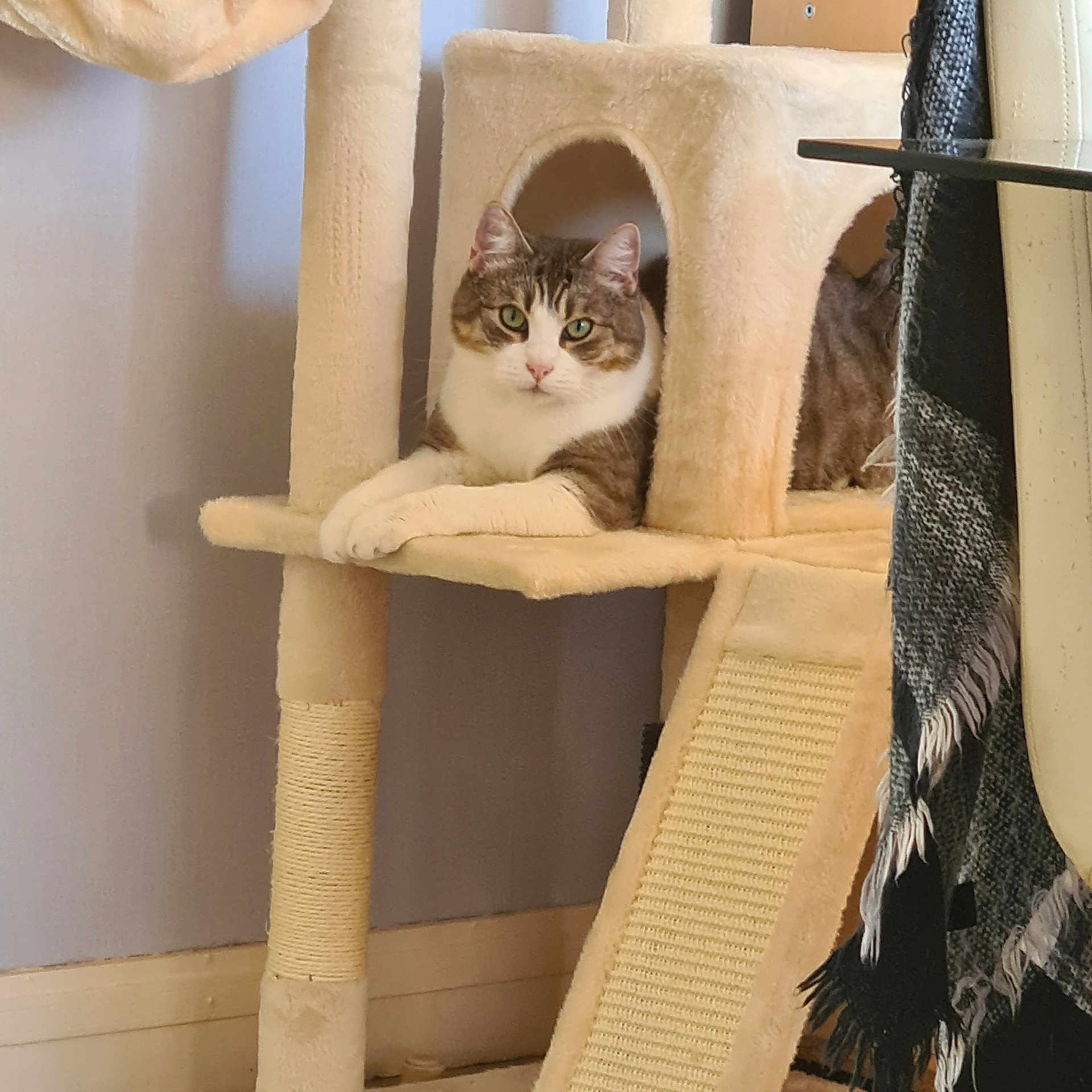 Akura a rejoint le concours — aidez-le/la à gagner de superbes lots ! animal, cat, cat_tree, cozy, cute, domestic, ears, feline, fur, household, indoor, leisure, looking_at_camera, paws, pet, relaxed, resting, scratching_post, tabby_cat, whiskers
