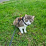 cat, animal, pet, grass, outdoor, leash, harness, nature, greenery, walking, fur, white_paws, tabby, domestic_cat, cute, curious, sitting, daylight, meadow, leisure