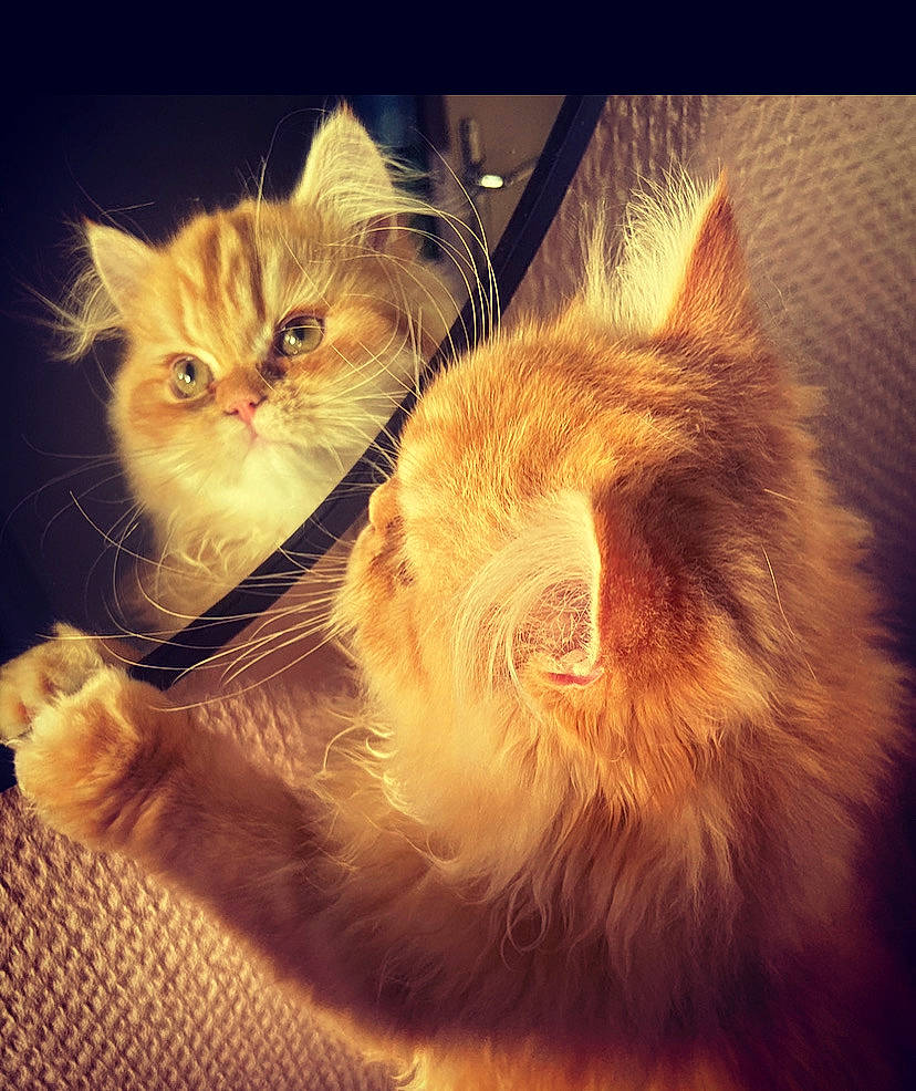 Ronaldo participe au concours pour gagner de l'argent avec cette photo : carnivore, cat, claw, cloud, comfort, felidae, fur, happy, love, meteorological_phenomenon, night, paw, photo_caption, plant, small_to_medium_sized_cats, square, street_light, tail, whiskers