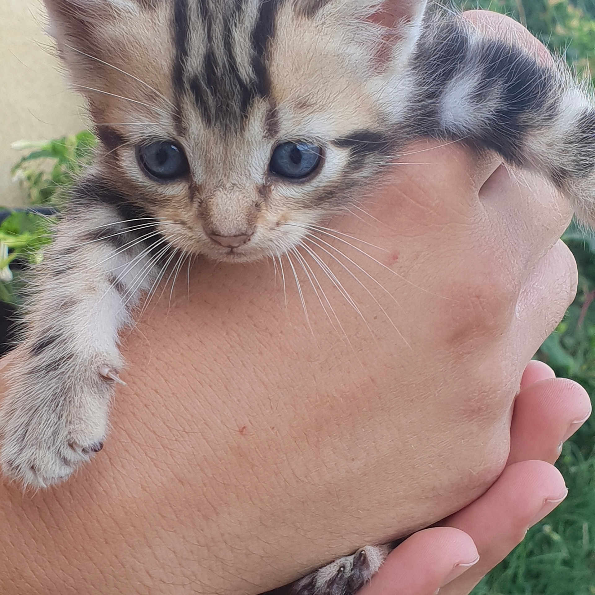 Minou