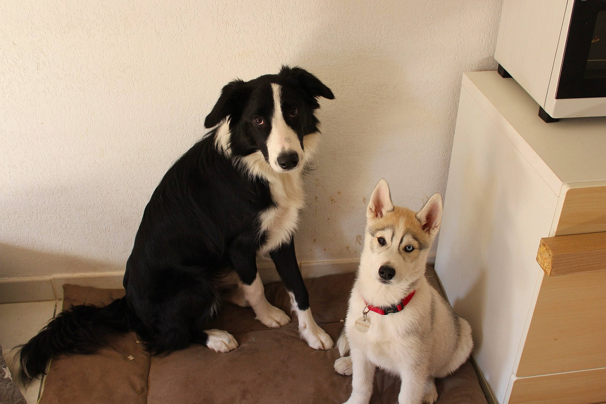 Izia participe au concours pour gagner de l'argent avec cette photo : border_collie, canidae, carnivore, collar, companion_dog, dog, dog_breed, dog_supply, fur, herding_dog, home, home_appliance, living_room, plywood, sporting_group, tail, vertebrate, working_animal, working_dog