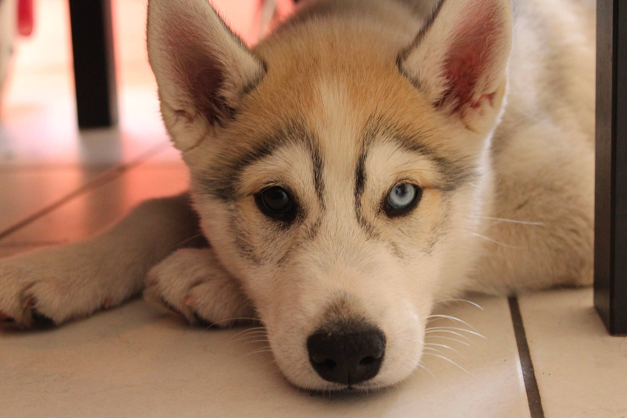 Izia a rejoint le concours — aidez-le/la à gagner de superbes lots ! ancient_dog_breeds, canidae, canis, carnivore, dog, dog_breed, floor, flooring, fur, iris, northern_inuit_dog, sled_dog, snout, whiskers, wolf, wolfdog, working_animal, working_dog