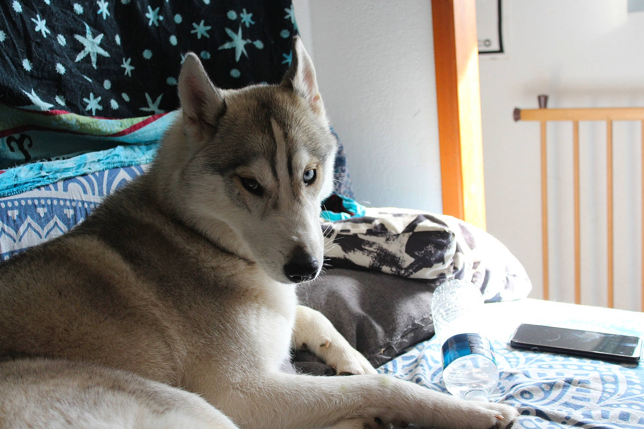 Izia participe au concours pour gagner de l'argent avec cette photo : canidae, canis, carnivore, collar, dog, dog_breed, fur, home_accessories, linens, mobile_phone, remote_control, sled_dog, working_animal, working_dog