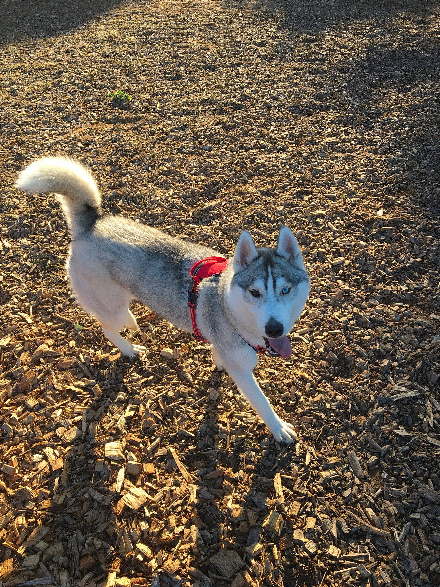 Izia participe au concours pour gagner de l'argent avec cette photo : canidae, carnivore, collar, companion_dog, dog, dog_breed, dog_supply, leash, northern_inuit_dog, pet_supply, shadow, sled_dog, soil, sporting_group, tail, working_animal, working_dog