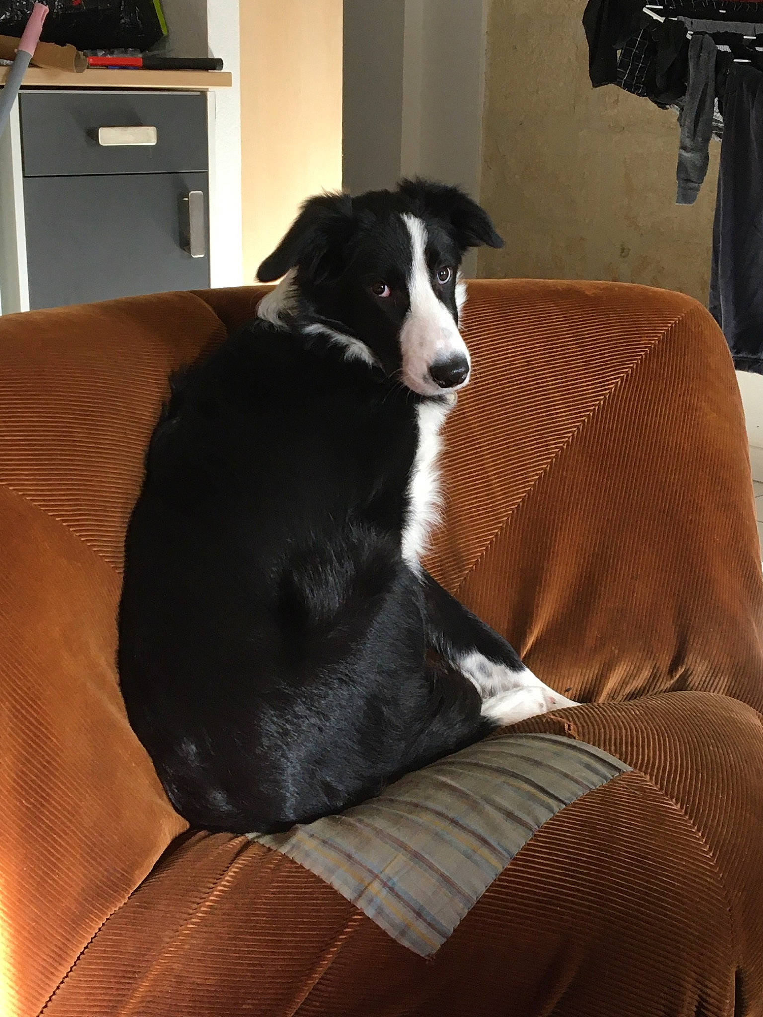 Mingus participe au concours pour gagner de l'argent avec cette photo : boot, border_collie, cabinetry, carnivore, chest_of_drawers, clothes_hanger, comfort, companion_dog, dog, dog_breed, fur, home, home_accessories, living_room, refrigerator, room, shelf, sporting_group, working_animal, working_dog