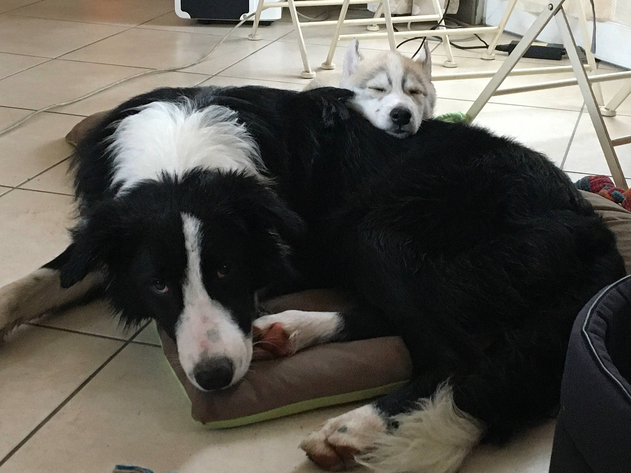 Mingus a rejoint le concours — aidez-le/la à gagner de superbes lots ! ancient_dog_breeds, black, border_collie, bucovina_shepherd_dog, canidae, carnivore, companion_dog, dog, dog_breed, floor, flooring, fur, herding_dog, snout, sporting_group, terrestrial_animal, tile, vertebrate, working_animal, working_dog