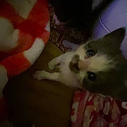 Peanut is registered to the contest to win money with this photo: cat, blanket, cozy, feline, indoor, low_light, pet, pink, red, soft, sleepy, snug, white, gray, fur, animal, cute, resting, warm, comfort