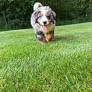 Rocco joined the competition — help win amazing prizes! puppy, dog, grass, outdoor, nature, happy, tongue_out, running, fur, greenery, tree, playful, canine, pet, summer, sunlight, yard, animal, cute, fluffy