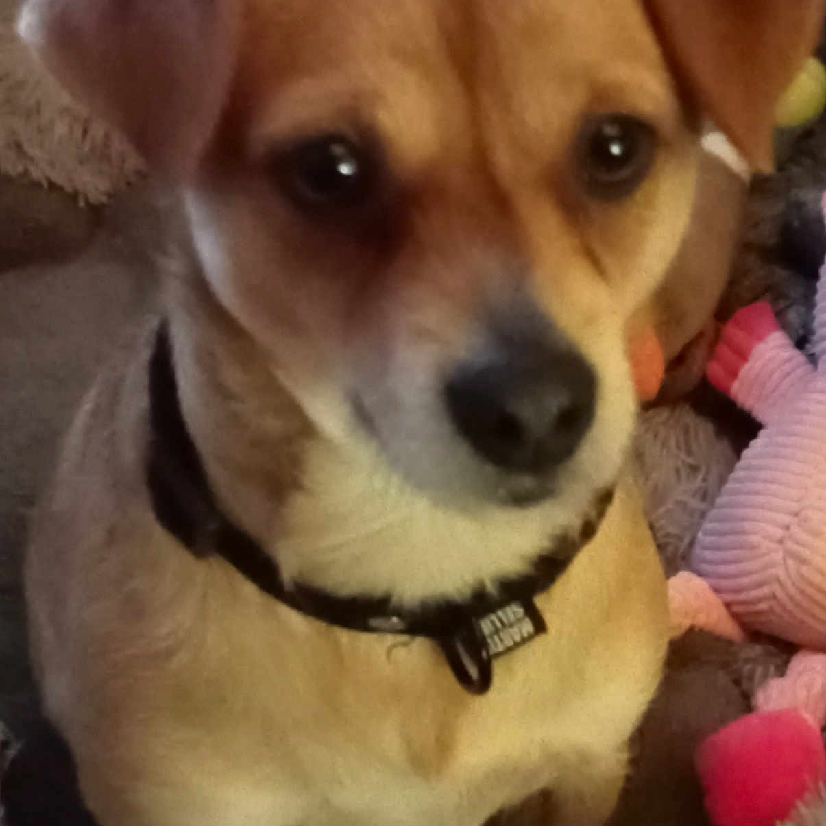 Scooby