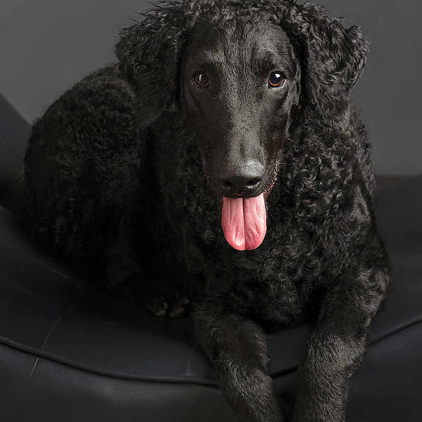 Jedda