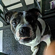 Blue is registered to the contest to win money with this photo: dog, pet, close_up, indoor, mat, tile_floor, wooden_chair, black_and_white, canine, curious, sitting, flooring, animal, domestic, companion, portrait, funny_expression, whiskers, paw, furniture