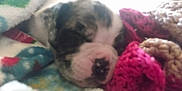 Blue is registered to the contest to win money with this photo: puppy, dog, blanket, knitted, cozy, sleeping, close_up, soft, colorful, pet, animal, cute, resting, warm, furry, indoor, snuggled, young, face, comfort