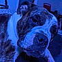 Blue is registered to the contest to win money with this photo: dog, close_up, brindle, white_fur, indoor, pet, sleepy, relaxed, canine, face, snout, fur, animal, bed, comfort, resting, blue_light, portrait, muzzle, companion