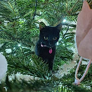 Luna participe au concours pour gagner de l'argent avec cette photo : cat, black_cat, christmas_tree, tree, greenery, christmas_lights, ornaments, holiday, pet, animal, indoor, festive, curious, collar, tag, branches, twinkling_lights, close_up, nature, cute