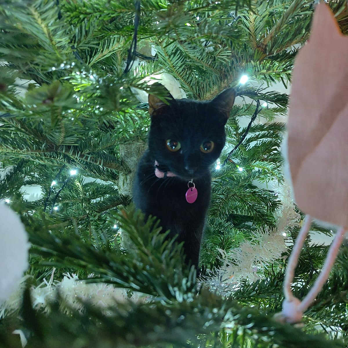 Luna participe au concours pour gagner de l'argent avec cette photo : animal, black_cat, branches, cat, christmas_lights, christmas_tree, close_up, collar, curious, cute, festive, greenery, holiday, indoor, nature, ornaments, pet, tag, tree, twinkling_lights