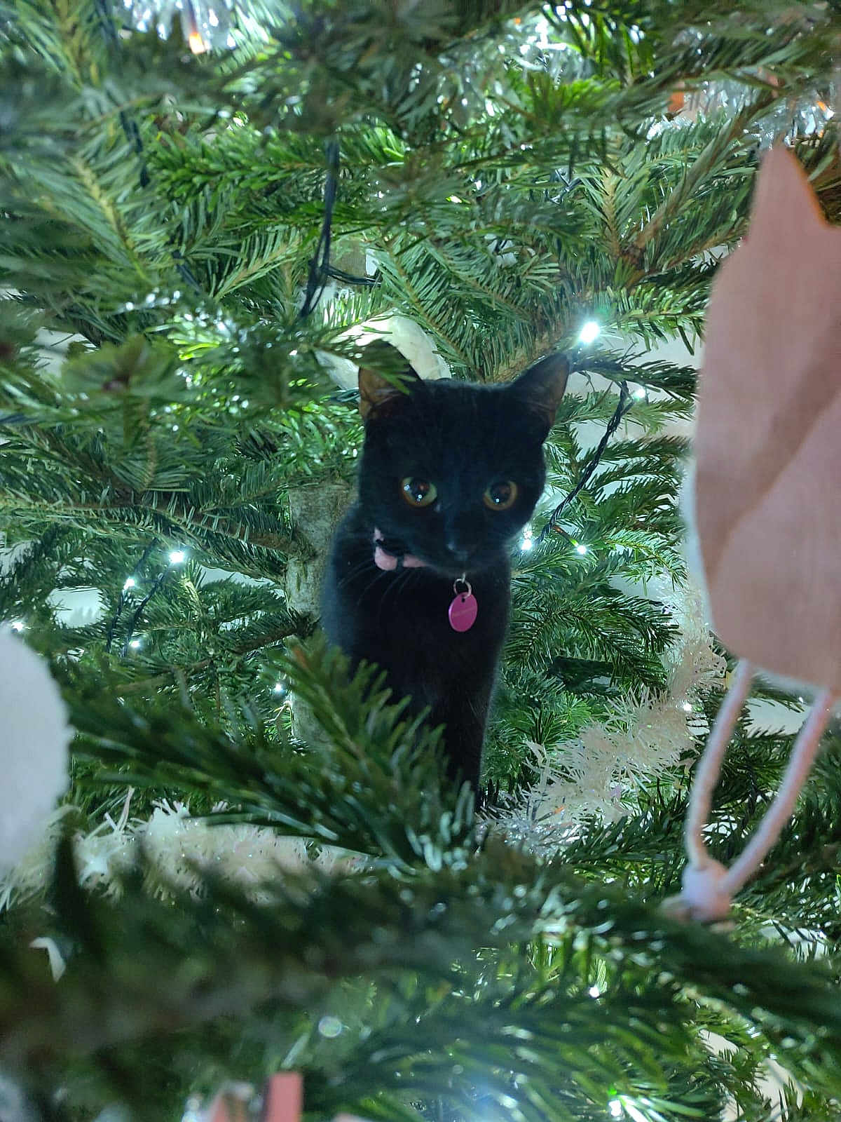 Luna participe au concours pour gagner de l'argent avec cette photo : cat, black_cat, christmas_tree, tree, greenery, christmas_lights, ornaments, holiday, pet, animal, indoor, festive, curious, collar, tag, branches, twinkling_lights, close_up, nature, cute