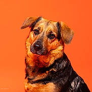 Jessy participe au concours pour gagner de l'argent avec cette photo : dog, canine, pet, portrait, orange_background, fur, black_fur, tan_fur, ears, nose, eyes, close_up, studio_photo, animal, mammal, looking_at_camera, domestic_animal, head_tilt, sitting, expression