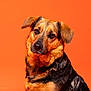 dog, canine, pet, portrait, orange_background, fur, black_fur, tan_fur, ears, nose, eyes, close_up, studio_photo, animal, mammal, looking_at_camera, domestic_animal, head_tilt, sitting, expression