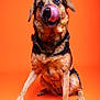 Jessy a rejoint le concours — aidez-le/la à gagner de superbes lots ! dog, canine, pet, animal, sitting, tongue_out, licking, orange_background, studio, portrait, fur, paw, cute, muzzle, ears, alert, playful, domestic_animal, companion, friendly
