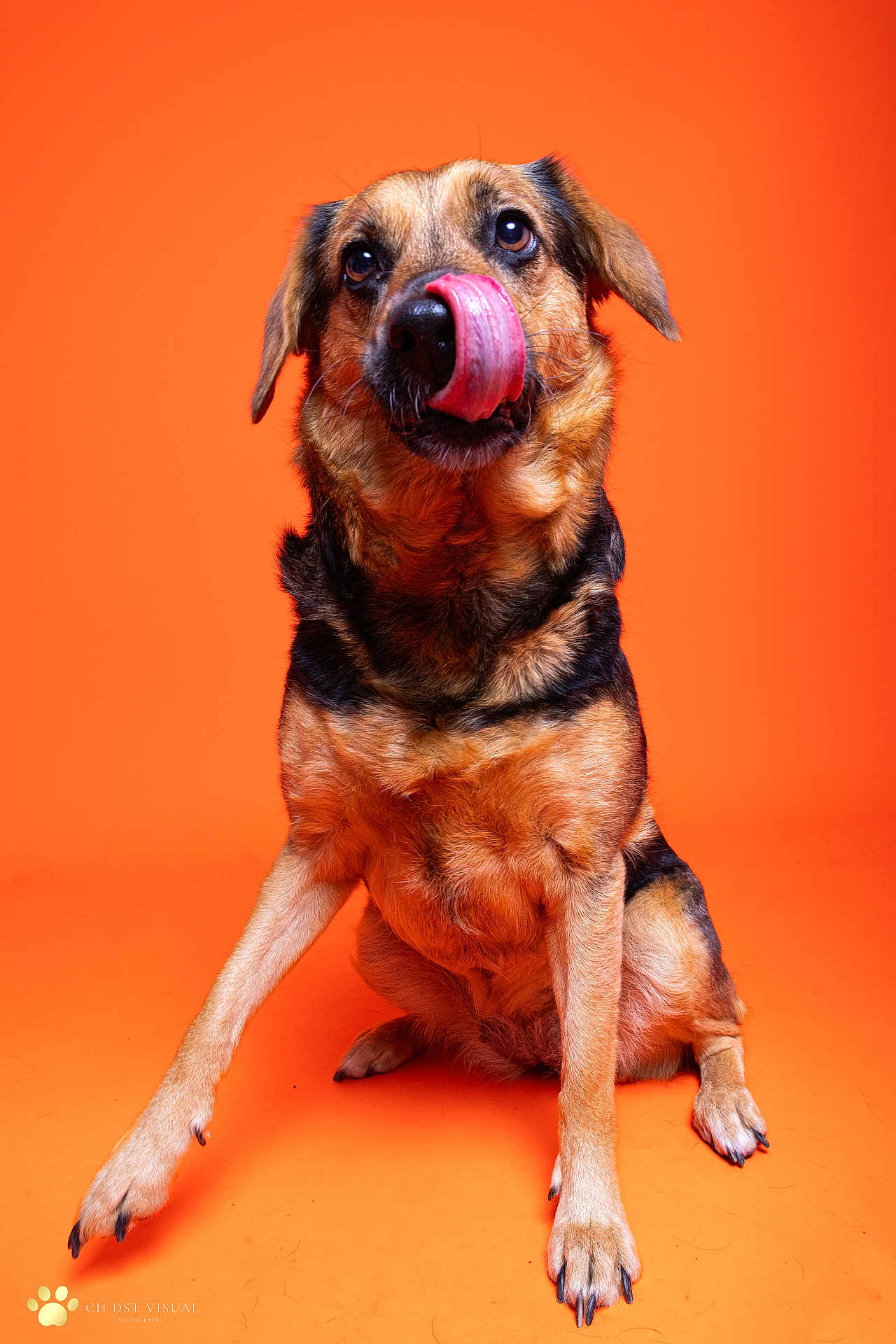 Jessy a rejoint le concours — aidez-le/la à gagner de superbes lots ! dog, canine, pet, animal, sitting, tongue_out, licking, orange_background, studio, portrait, fur, paw, cute, muzzle, ears, alert, playful, domestic_animal, companion, friendly