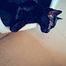 black_cat, cat, feline, pet, animal, sleeping, lying_down, lounging, fur, whiskers, ears, eyes, indoor, home, blanket, fabric, tile_floor, relaxed, portrait, cute