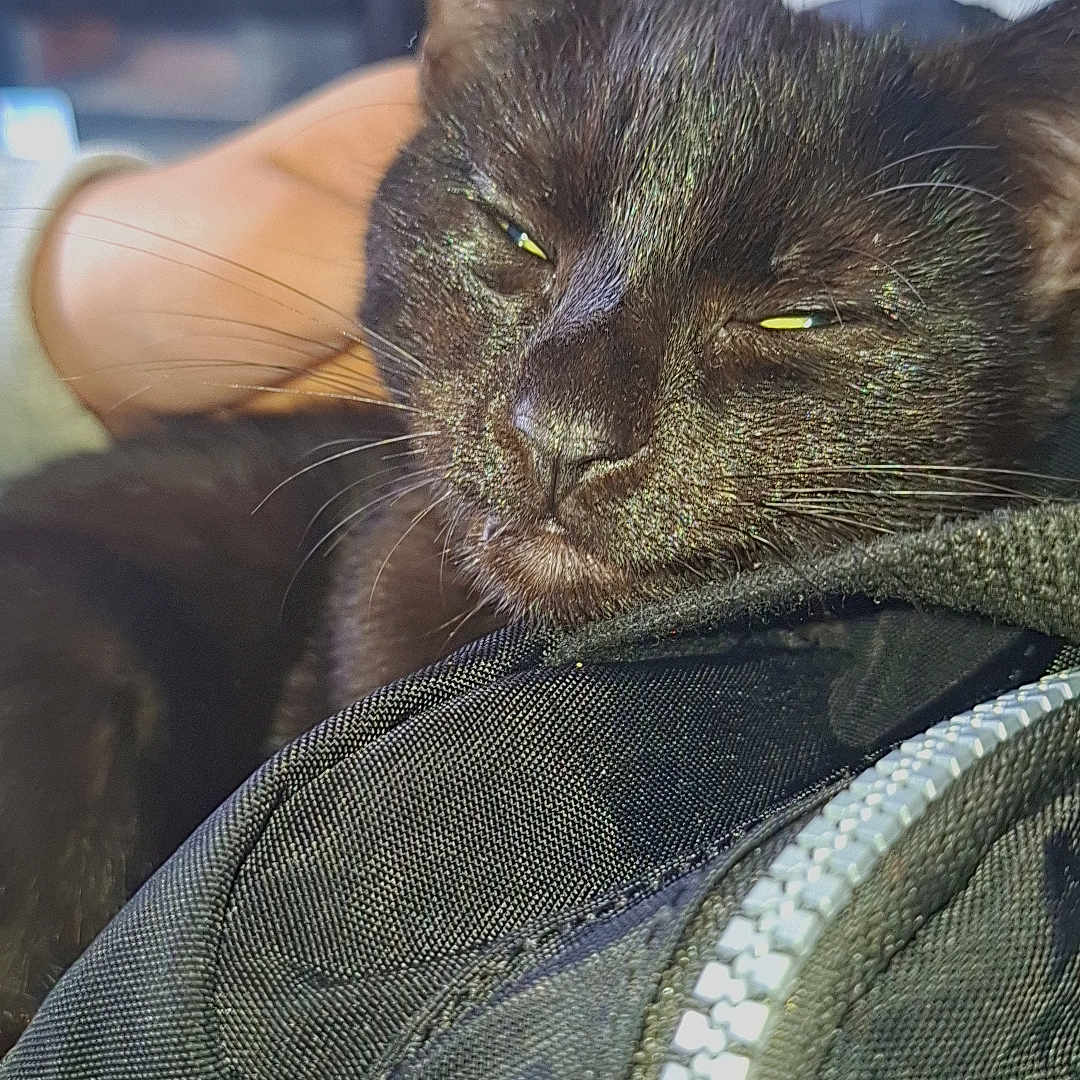 Simba