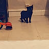 cat, black_cat, animal, pet, standing, indoors, tile_floor, wall, electrical_outlet, sandal, household, hallway, shadow, dark_fur, pointed_ears, tail, home, floor, portrait, funny_pose