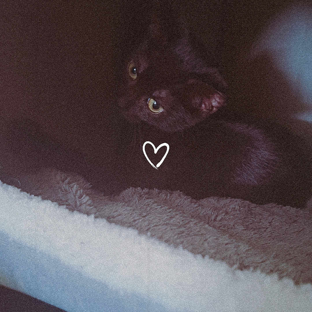 Simba