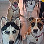 dog, canine, indoor, tile_floor, four_dogs, pet, animal, sitting, looking_at_camera, happy, friendly, mixed_breeds, companion, domestic, house, collar, floor, hallway, light, pet_care