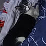 Nadine Benoît a rejoint le concours — aidez-le/la à gagner de superbes lots ! cat, black_and_white, pet, animal, bed, blanket, towel, indoor, resting, curious, feline, fur, whiskers, ears, eyes, cozy, comfort, domestic, lying_down, looking