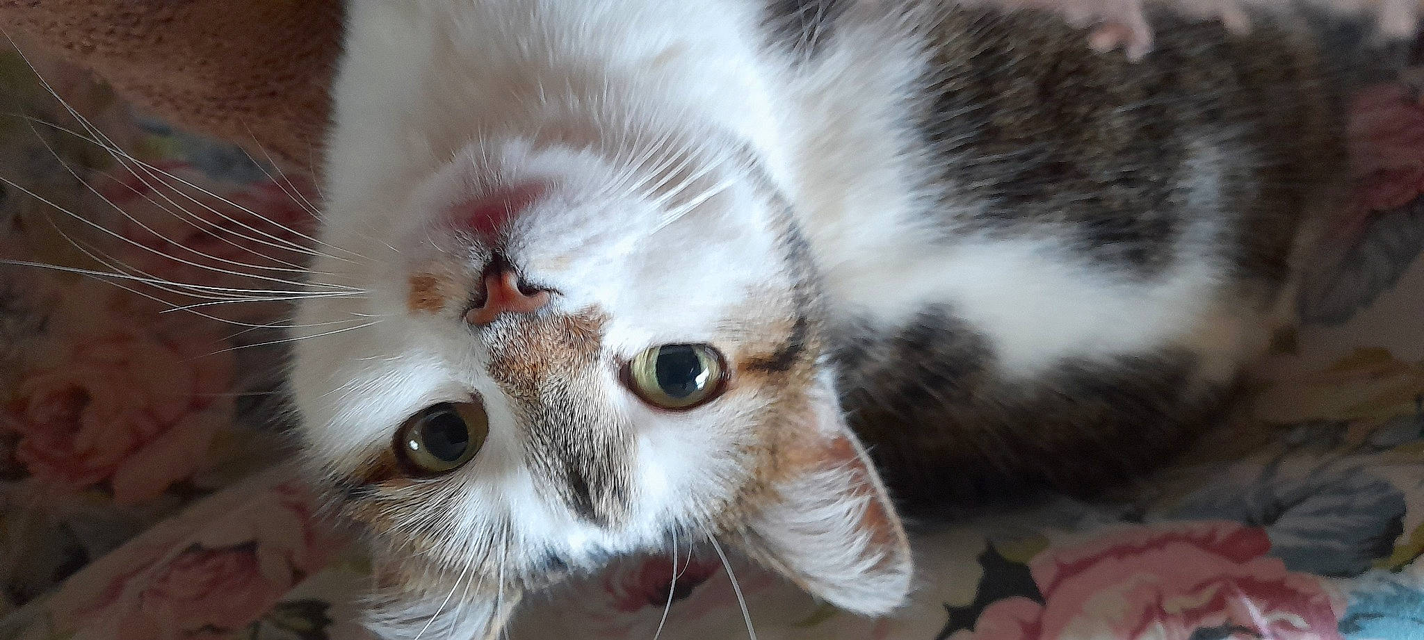 Nénette participe au concours pour gagner de l'argent avec cette photo : carnivore, cat, close_up, domestic_short_haired_cat, fawn, felidae, fur, grass, iris, paw, plant, small_to_medium_sized_cats, snout, terrestrial_animal, tree, whiskers