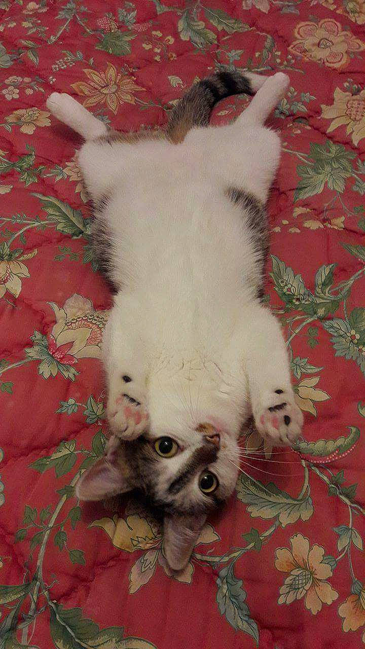 Nénette participe au concours pour gagner de l'argent avec cette photo : canidae, carmine, carnivore, cat, comfort, companion_dog, dog, dog_breed, fawn, felidae, fur, grass, linens, paw, plant, snout, tail, terrestrial_animal, whiskers, working_animal