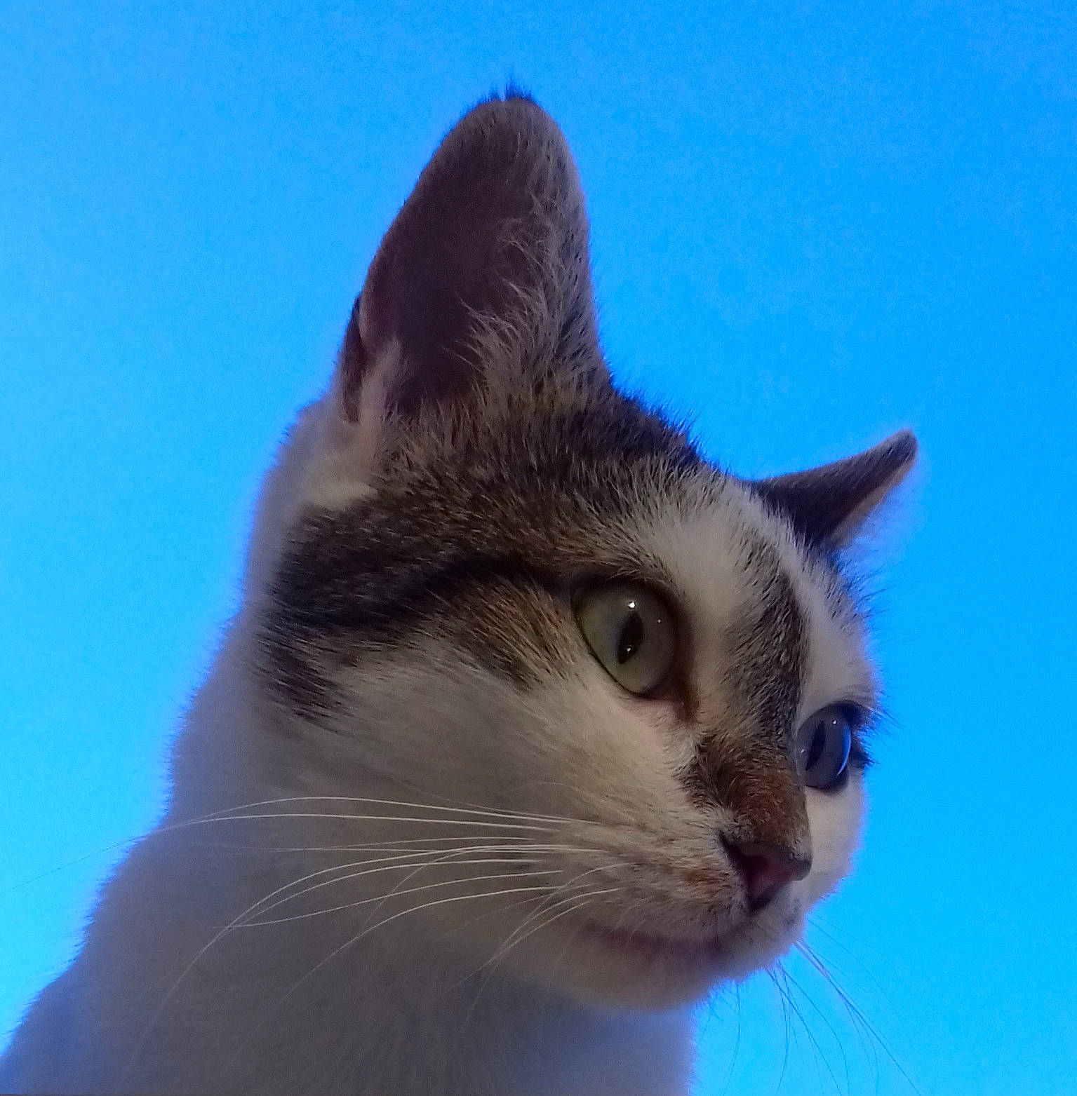 Nénette participe au concours pour gagner de l'argent avec cette photo : carnivore, cat, domestic_short_haired_cat, electric_blue, felidae, fur, paw, sky, small_to_medium_sized_cats, snout, tail, tree, whiskers, wildlife, window