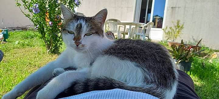 Nénette participe au concours pour gagner de l'argent avec cette photo : carnivore, cat, claw, comfort, domestic_short_haired_cat, felidae, flower, fur, grass, houseplant, paw, plant, sitting, small_to_medium_sized_cats, tail, terrestrial_animal, tree, whiskers, wildlife