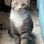 Matteo joined the competition — help win amazing prizes! animal, carpet, cat, closeup, curious, cute, domestic_cat, feline, fur, furry, gray_and_white, household, indoor, looking, paws, pet, portrait, sitting, tabby_cat, whiskers