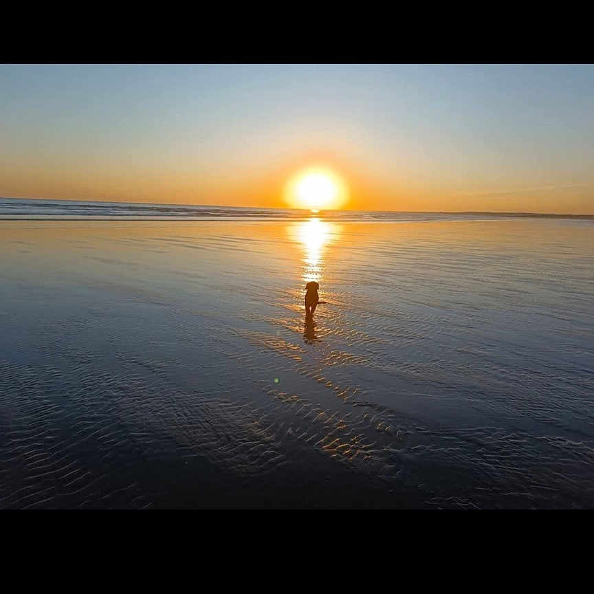 Méli participe au concours pour gagner de l'argent avec cette photo : sunset, beach, dog, water, reflection, silhouette, nature, outdoor, calm, sky, horizon, sun, evening, peaceful, landscape, animal, vacation, travel, serene, shallow_water