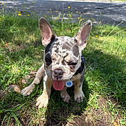 Rocky joined the competition — help win amazing prizes! animal, collar, cute, dog, ears, french_bulldog, grass, greenery, happy, nature, outdoor, pet, playful, puppy, shadows, summer, sunlight, tag, tongue, young