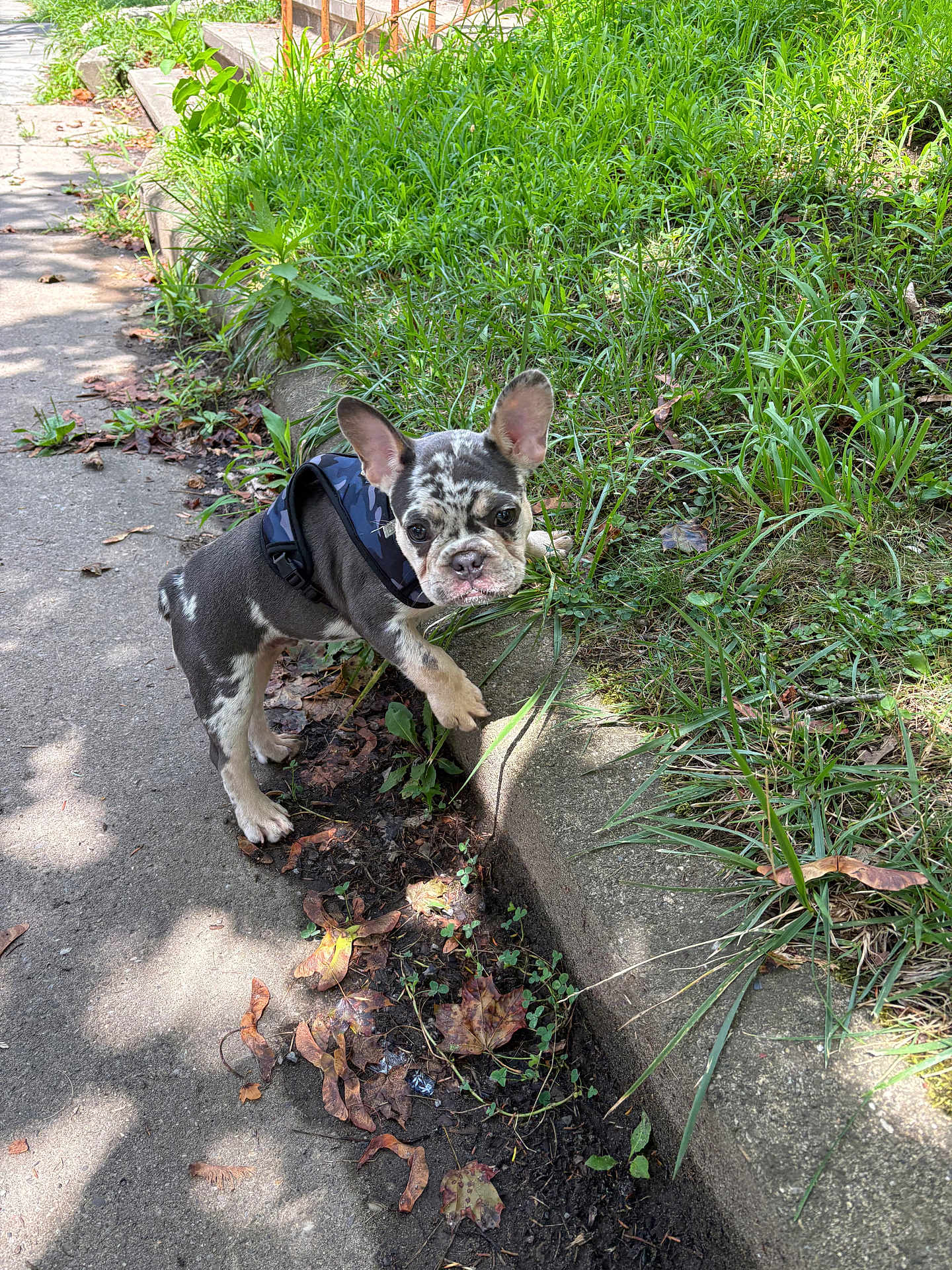 Rocky