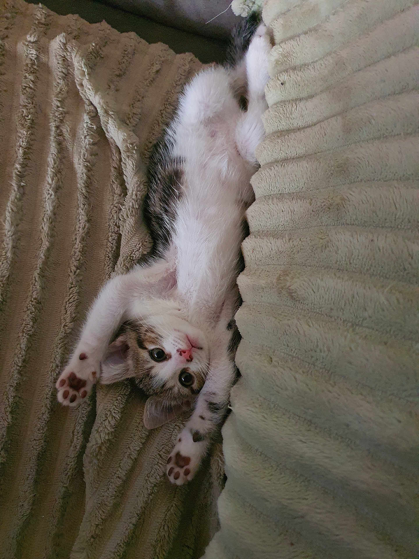 Abby participe au concours pour gagner de l'argent avec cette photo : kitten, cat, pet, animal, cute, paws, fur, lying_down, blanket, cushion, indoor, young, playful, whiskers, relaxed, striped, tabby, small, fur_pattern, cozy