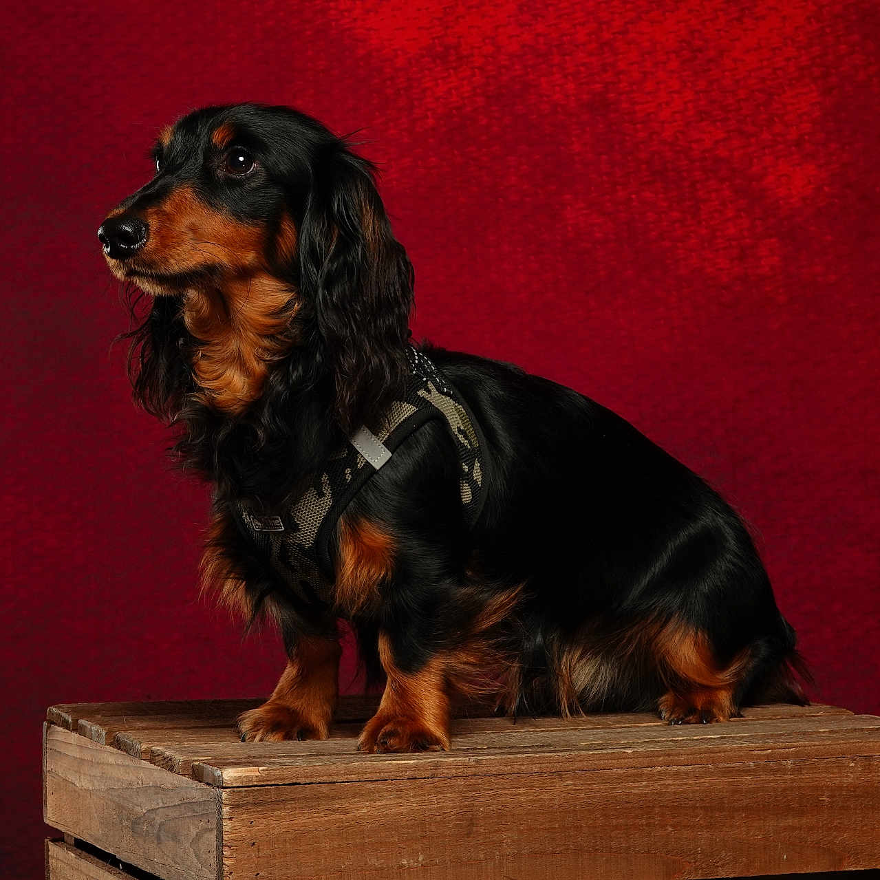 Abel participe au concours pour gagner de l'argent avec cette photo : animal, black_coat, calm, cute, dachshund, dog, domestic_animal, fur, harness, indoor, long_hair, looking_away, pet, portrait, red_background, side_view, sitting, studio, tan_coat, wooden_crate