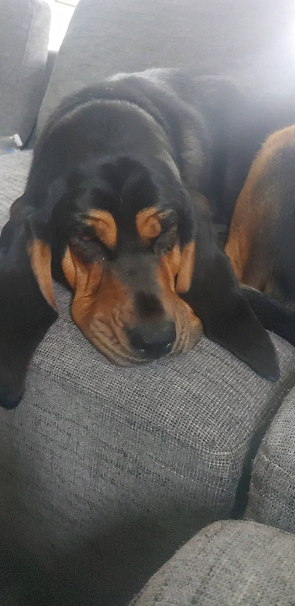 Kansie joined the competition — help win amazing prizes! canidae, carnivore, comfort, companion_dog, dog, dog_breed, fur, guard_dog, hound, hunting_dog, nap, paw, snout, sporting_group, whiskers, working_dog