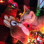 Pumpkin joined the competition — help win amazing prizes! cat, plush_toy, reindeer, christmas_lights, red_plaid_blanket, holiday, festive, cozy, decorations, pet, animal, feline, indoor, soft_toy, colorful_lights, christmas, warm_lighting, cute, sniffing, closeup